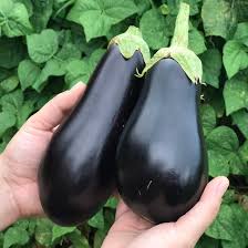 Black Brinjal Big 300g by SG Local Mart